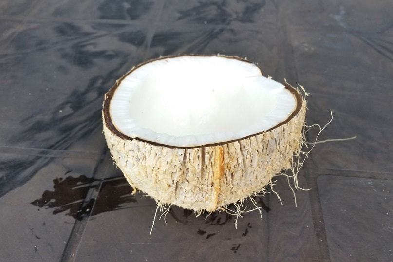 Alcohol in Alleppey: Fresh coconut water at best guesthouse near Alleppey Beach, Funky Art Beach House. Backpacking Kerala, India.