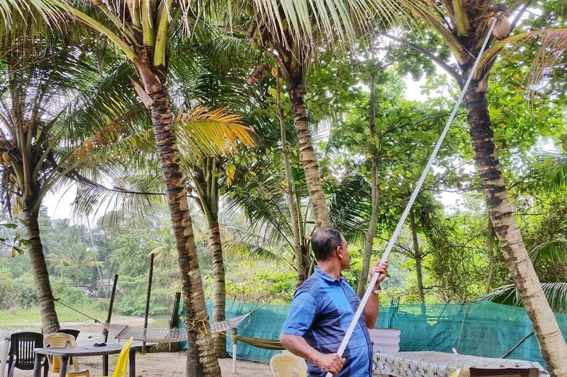 Alcohol in Alleppey: Picking fresh coconut from palm tree at best guesthouse near Alleppey Beach,Funky Art Beach House. Backpacking Kerala, India.