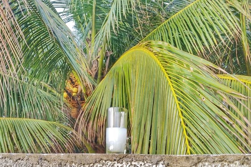 Alcohol in Alleppey: Toddy - Kerala palm wine from toddy shop. Backpacking Kerala, India.