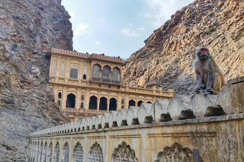 Monkey Temple Jaipur: Monkeys at galta-ji temple. Backpacking Rajasthan, India