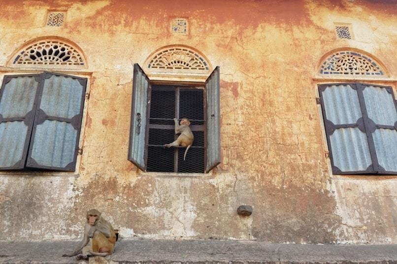 Monkey Temple Jaipur: Monkeys on way to get to galta-ji temple. Backpacking Rajasthan, India
