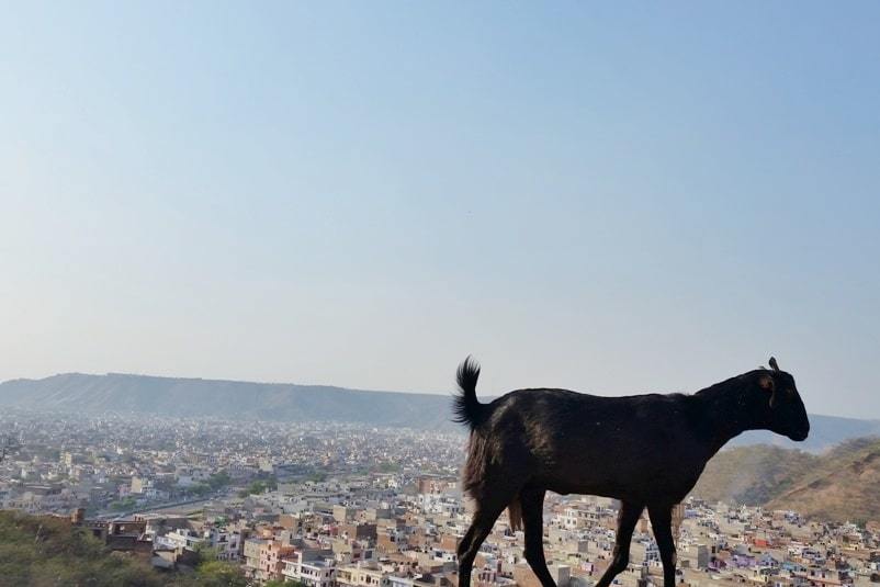 Monkey Temple Jaipur: On the way to galta-ji temple with Jaipur views. Backpacking Rajasthan, India