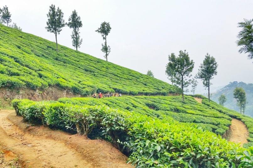Kottayam to Munnar bus: Best things to do in Munnar - tea plantation trek. Backpacking Kerala India