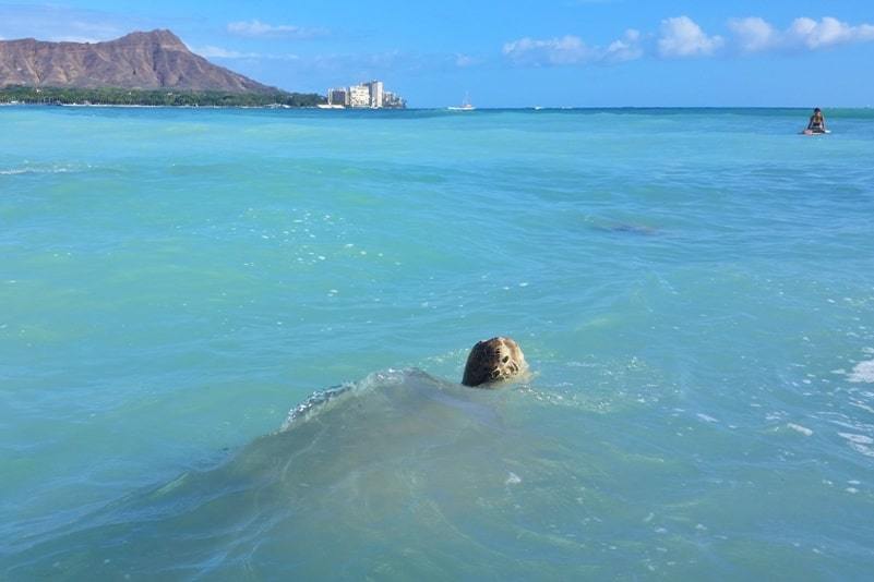 Best time to visit Hawaii to see turtles - ANY time?! Maui, Kauai, Oahu, Big Island. When to go to Hawaii?